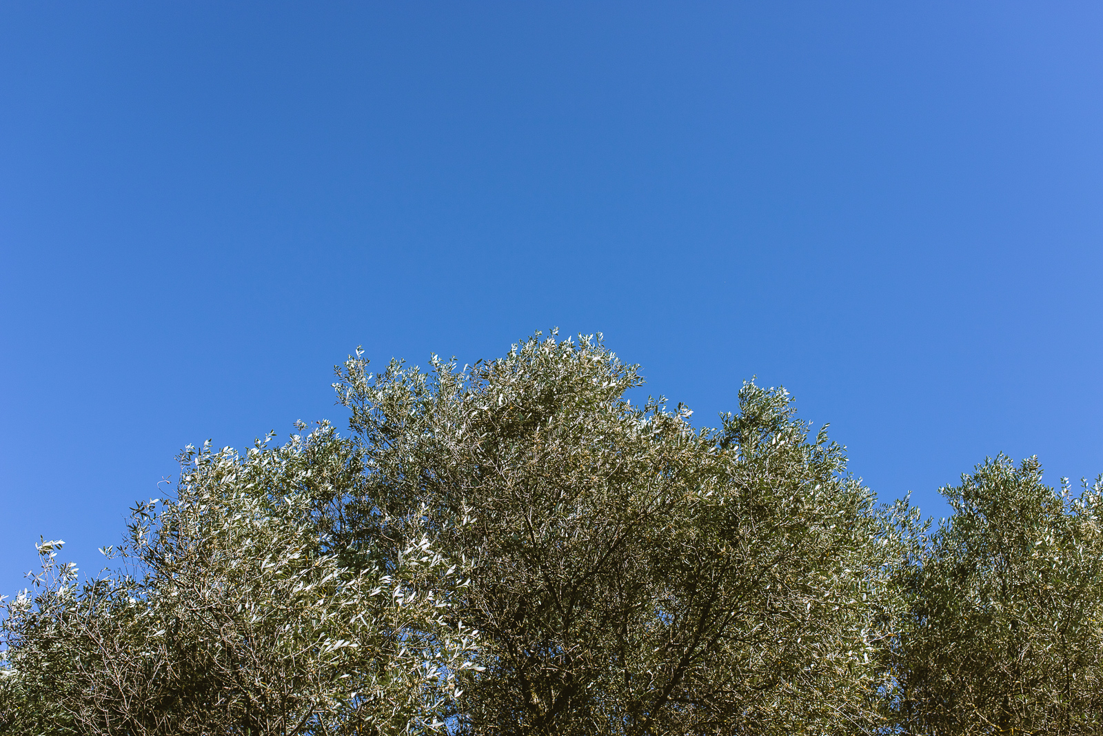 Drzewa oliwkowe falujące i połyskujące na słońcu